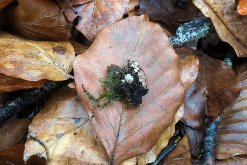 Chromocyphella muscicola 1 - IMG_4691